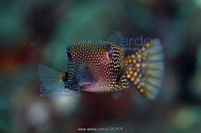 : Spotted Boxfish - Dropoff dive site, Seraya, Karangasem : Spotted Boxfish - Dropoff dive site, Seraya, Karangasem