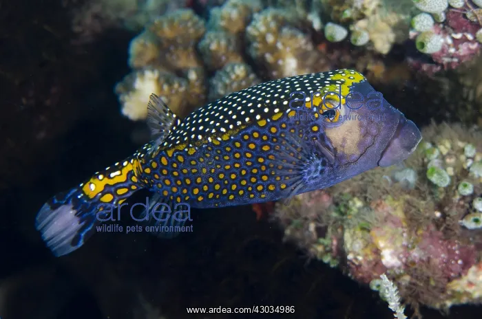 : Spotted Boxfish - Jemeluk Bay Wall dive site : Spotted Boxfish - Jemeluk Bay Wall dive site