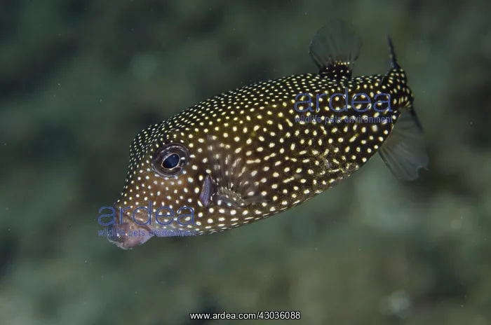 : Spotted Boxfish - Laha 1 dive site, Ambon, Maluku : Spotted Boxfish - Laha 1 dive site, Ambon, Maluku