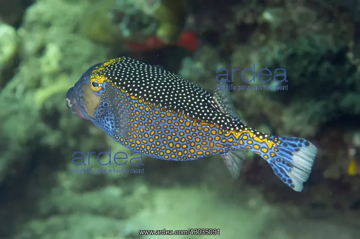 : Spotted Boxfish - Pyramids dive site, Amed, east : Spotted Boxfish - Pyramids dive site, Amed, east