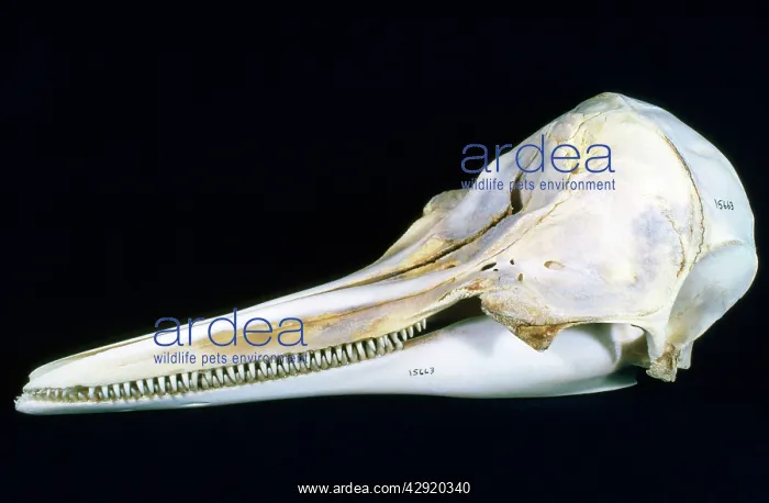 : Spotted (Bridled) Dolphin Skull : Spotted (Bridled) Dolphin Skull