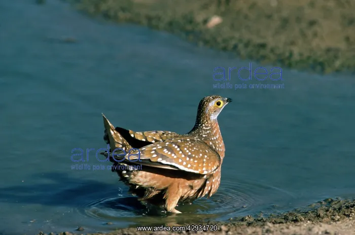 : Spotted / Burchell's Sandgrouse - soaks up water for chicks : Spotted / Burchell's Sandgrouse - soaks up water for chicks