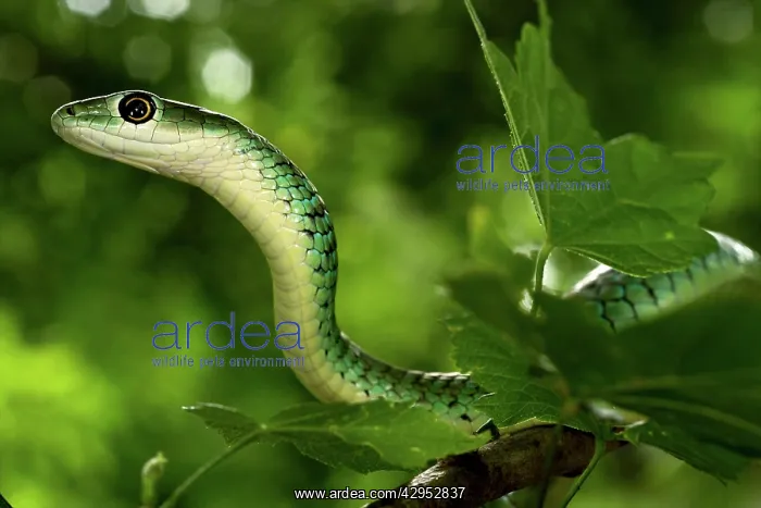 : Spotted Bush Snake - on a tree : Spotted Bush Snake - on a tree