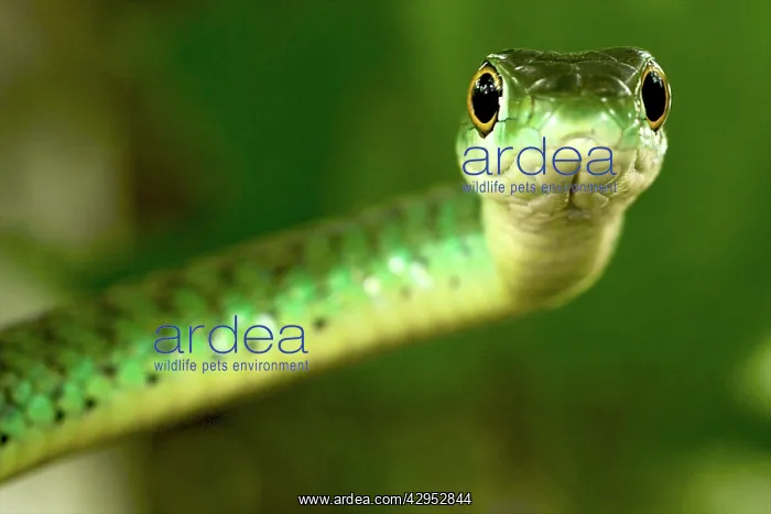 : Spotted Bush Snake - on a tree : Spotted Bush Snake - on a tree