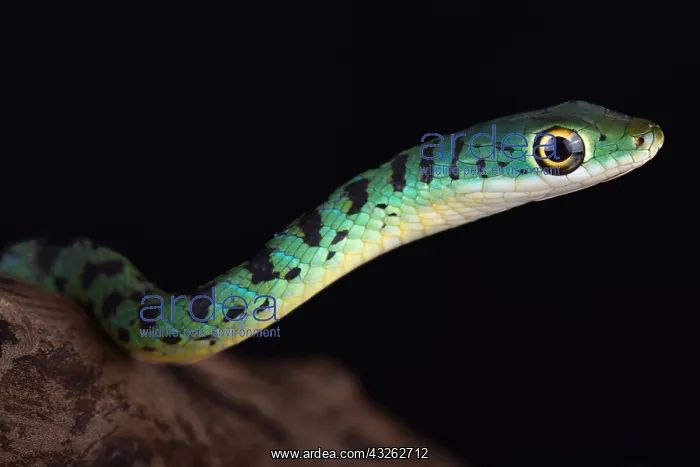 : Spotted bush snakes (Philothamnus semivariegatus) : Spotted bush snakes (Philothamnus semivariegatus)