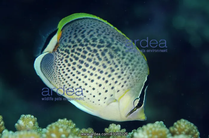 : Spotted Butterflyfish : Spotted Butterflyfish