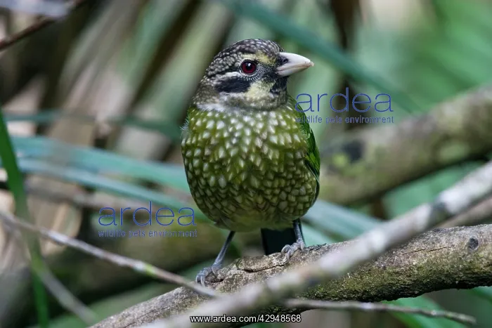: Spotted Catbird : Spotted Catbird