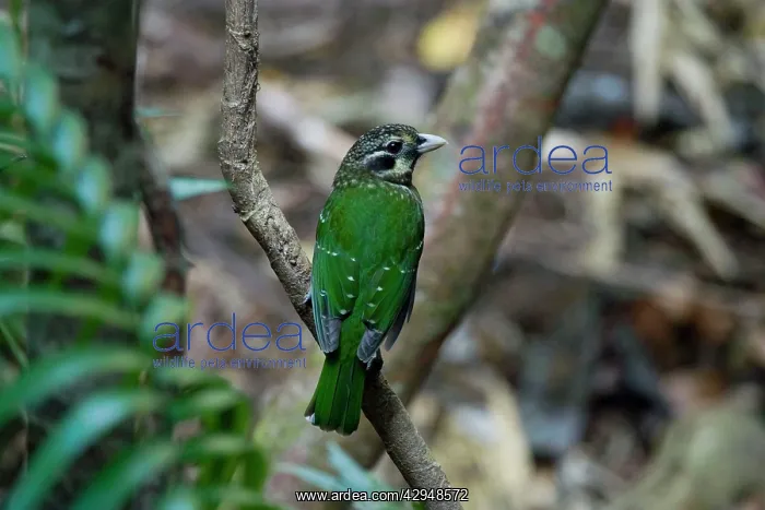 : Spotted Catbird : Spotted Catbird