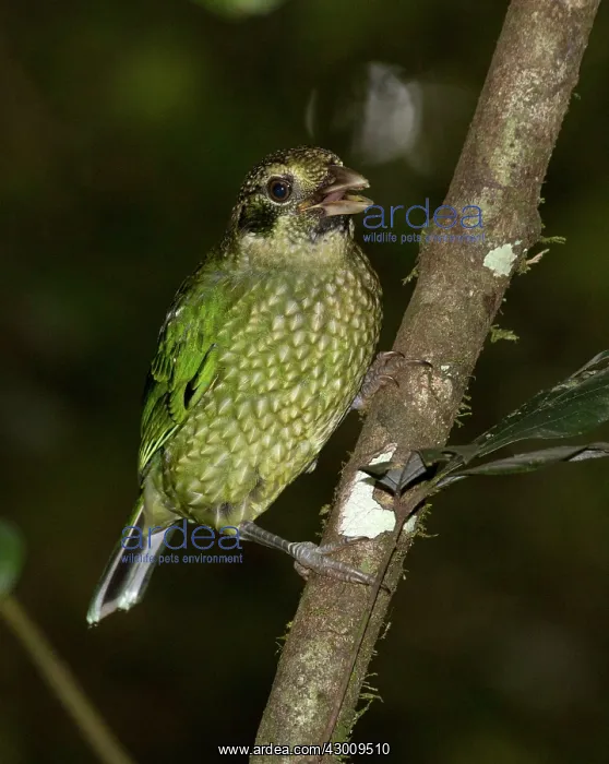 : Spotted Catbird : Spotted Catbird