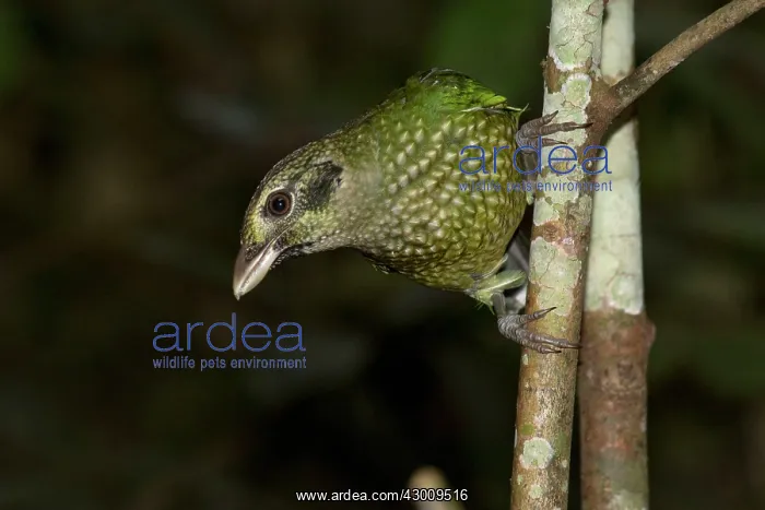 : Spotted Catbird : Spotted Catbird