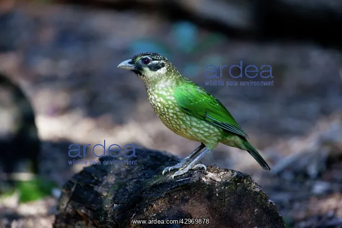 : Spotted Catbird / Black-eared Catbird : Spotted Catbird / Black-eared Catbird