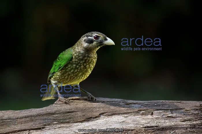 : Spotted Catbird perched on a log tropical rainforest : Spotted Catbird perched on a log tropical rainforest