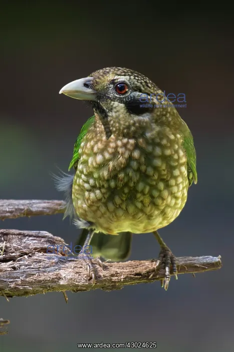 : Spotted Catbird perched on a log tropical rainforest : Spotted Catbird perched on a log tropical rainforest