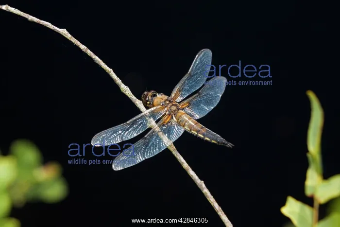 : Four Spotted Chaser : Four Spotted Chaser