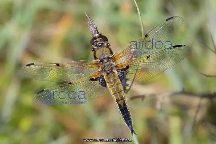 : Four Spotted Chaser Dragonfly : Four Spotted Chaser Dragonfly