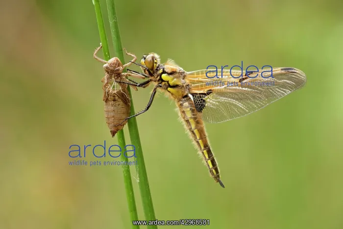 : Four Spotted Chaser - dragonfly newly emerged : Four Spotted Chaser - dragonfly newly emerged