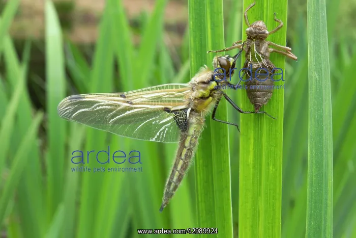 : Four Spotted Chaser - dragonfly newly emerged from : Four Spotted Chaser - dragonfly newly emerged from