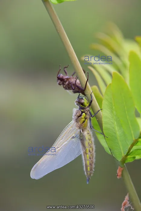 : Four Spotted Chaser Dragonfly - newly emerged : Four Spotted Chaser Dragonfly - newly emerged