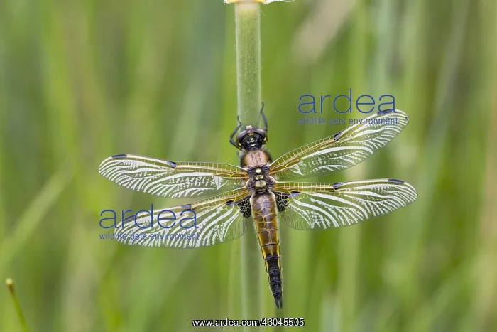 : Four Spotted Chaser - Norfolk - UK : Four Spotted Chaser - Norfolk - UK