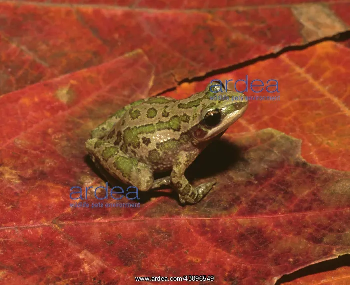 : Spotted Chorus Frog : Spotted Chorus Frog