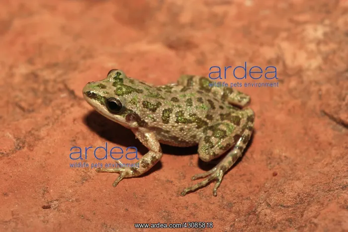 : Spotted Chorus Frog (Pseudacris clarkii) : Spotted Chorus Frog (Pseudacris clarkii)