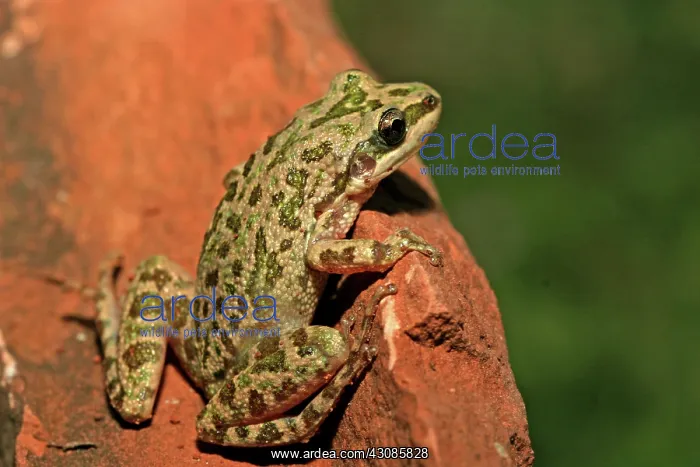 : Spotted Chorus Frog (Pseudacris clarkii) : Spotted Chorus Frog (Pseudacris clarkii)