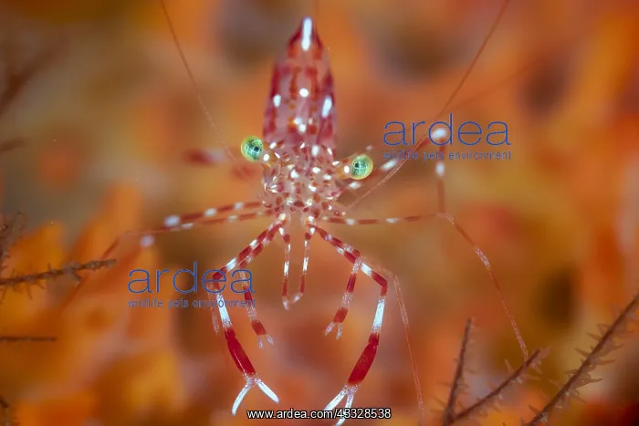 : Spotted Cleaner Shrimp (Urocaridella antonbruunii) : Spotted Cleaner Shrimp (Urocaridella antonbruunii)