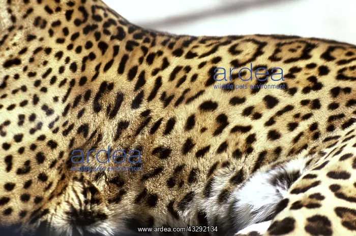 : Spotted Coat of Jaguar : Spotted Coat of Jaguar