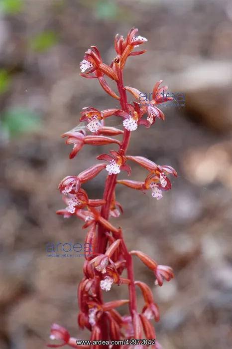 : Spotted Coral Root - member orchid family : Spotted Coral Root - member orchid family