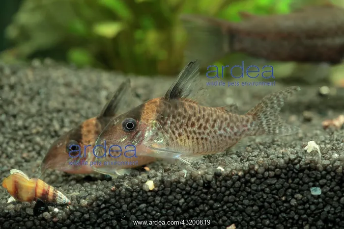 : Spotted Cory (Corydoras agassizii) in aquarium : Spotted Cory (Corydoras agassizii) in aquarium