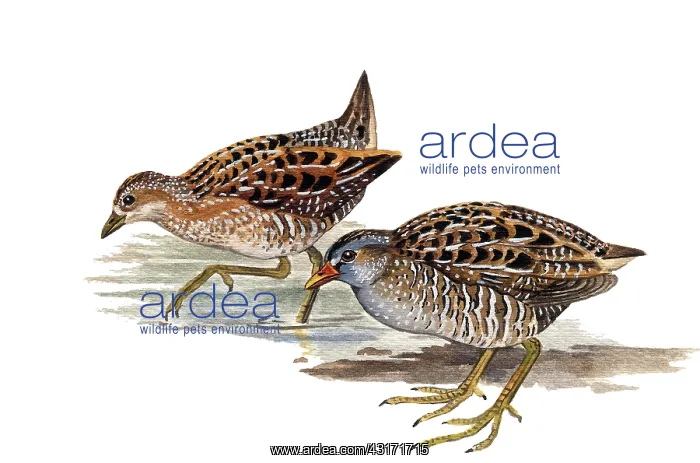 : Spotted Crake : Spotted Crake