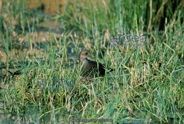 : Spotted Crake - in grassy wetland : Spotted Crake - in grassy wetland