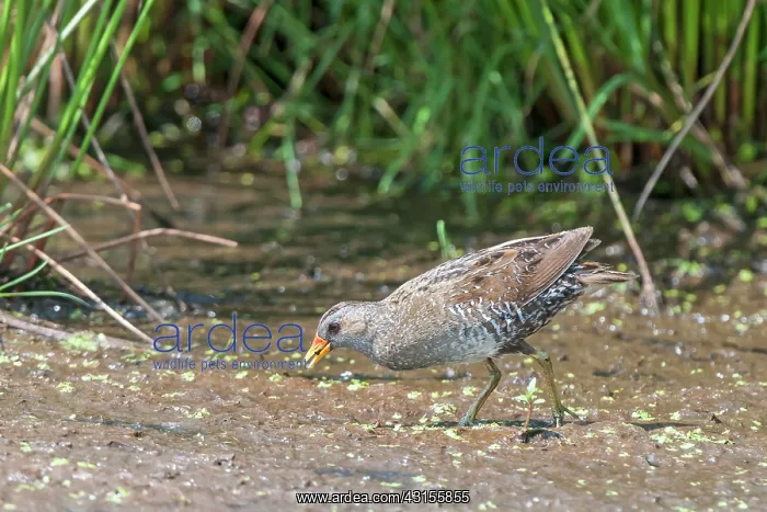 : Spotted Crake (Porzana porzana) : Spotted Crake (Porzana porzana)
