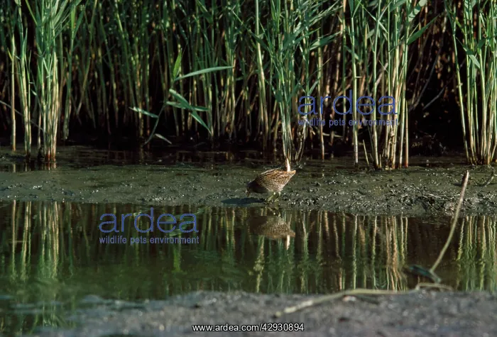: Spotted Crake - at waters edge near reeds : Spotted Crake - at waters edge near reeds