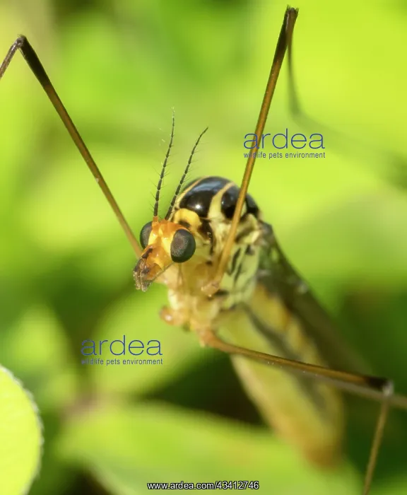 : Spotted Crane Fly - UK : Spotted Crane Fly - UK