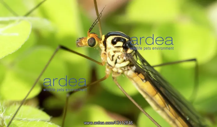 : Spotted Crane Fly - UK : Spotted Crane Fly - UK
