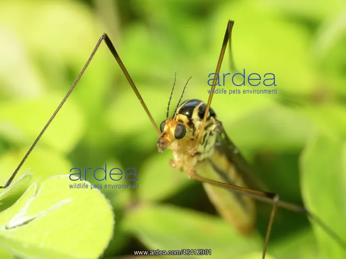 : Spotted Crane Fly - UK : Spotted Crane Fly - UK