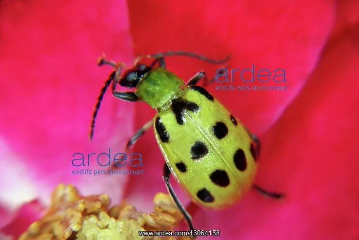: Spotted Cucumber Beetle : Spotted Cucumber Beetle