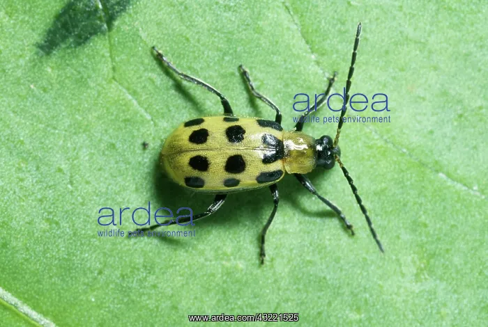 : Spotted Cucumber Beetle : Spotted Cucumber Beetle