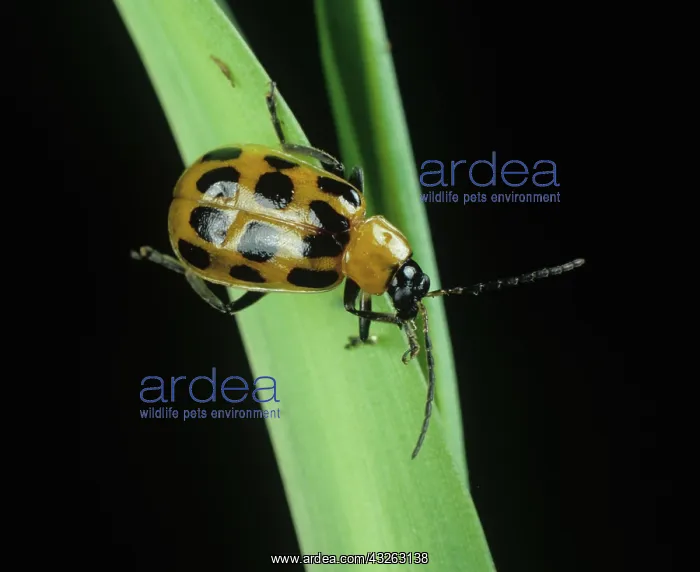 : Spotted Cucumber Beetle (Diabrotica sp.) : Spotted Cucumber Beetle (Diabrotica sp.)