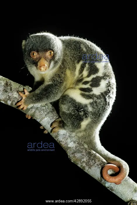 : SPOTTED CUSCUS : SPOTTED CUSCUS