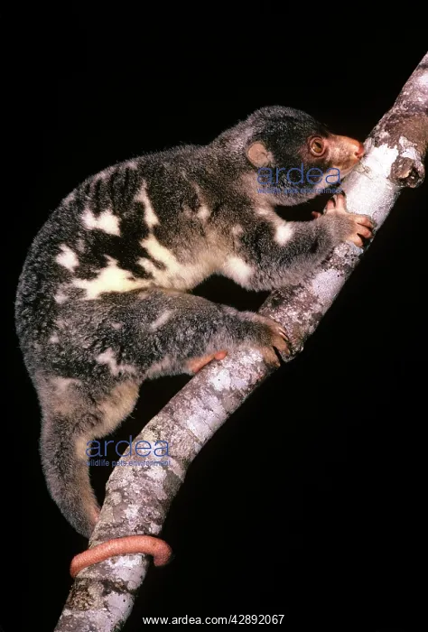 : Spotted Cuscus : Spotted Cuscus