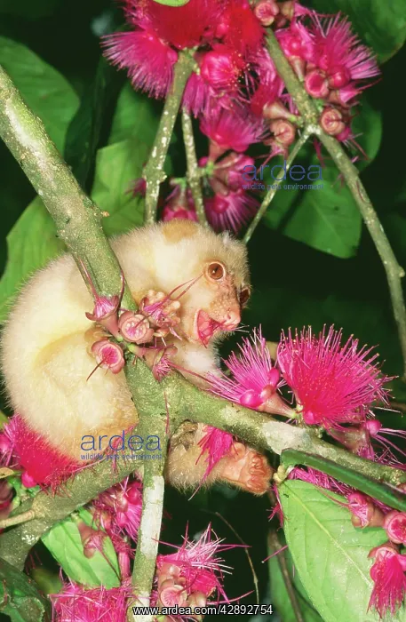 : Spotted CUSCUS - in flowering foliage : Spotted CUSCUS - in flowering foliage