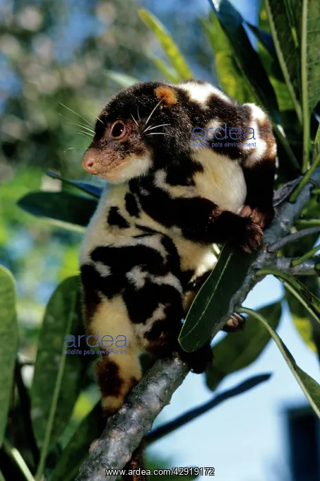 : Spotted Cuscus - male : Spotted Cuscus - male