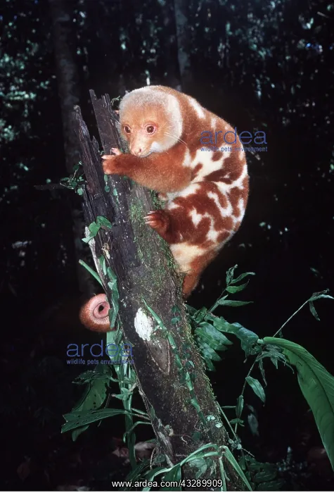 : SPOTTED CUSCUS - male : SPOTTED CUSCUS - male