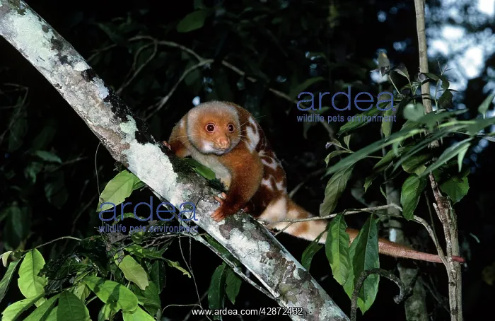 : Spotted CUSCUS - perched in tree : Spotted CUSCUS - perched in tree
