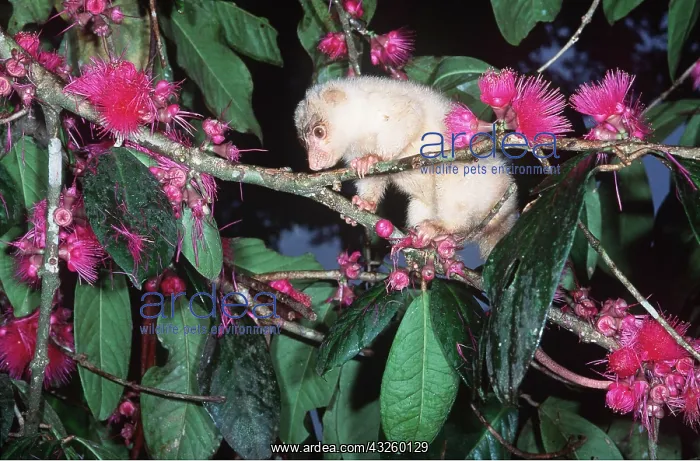 : SPOTTED CUSCUS - sitting in tree with pink flowers : SPOTTED CUSCUS - sitting in tree with pink flowers