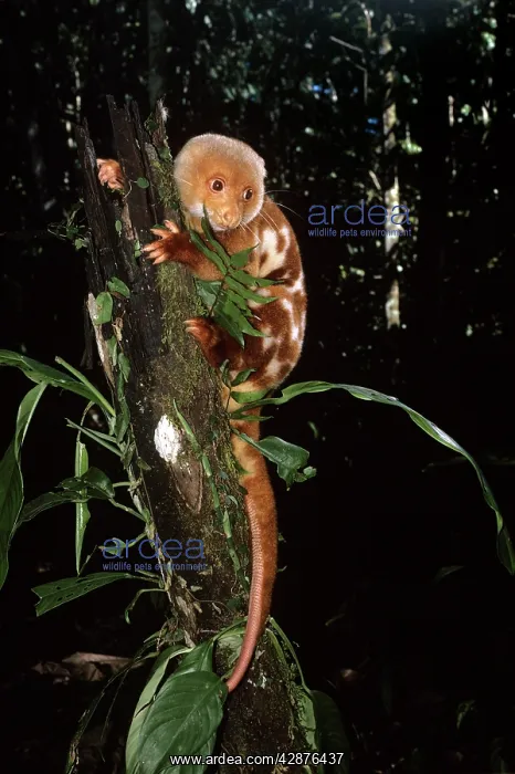 : SPOTTED CUSCUS IN TREE : SPOTTED CUSCUS IN TREE