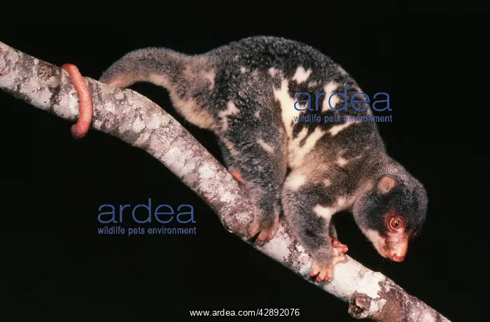 : SPOTTED CUSCUS IN TREE : SPOTTED CUSCUS IN TREE