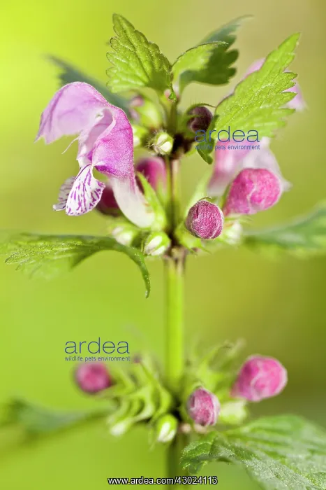 : Spotted Deadnettle - flowers : Spotted Deadnettle - flowers